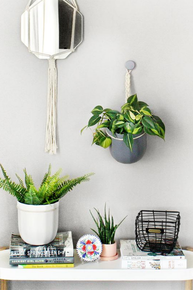 indoor hanging plants online WallyGrow Loop Hanging Planter – ECOVIBE