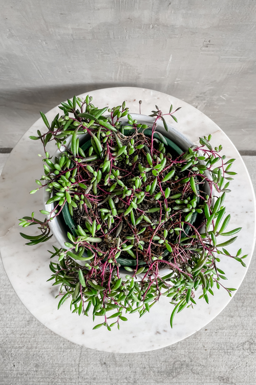 Othonna Capensis 'Ruby Necklace'
