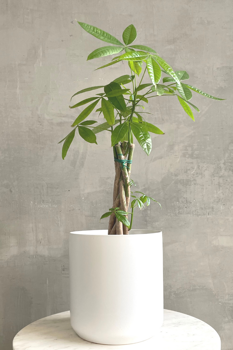 pachira braided money tree Pachira 'Braided Money Tree' – ECOVIBE