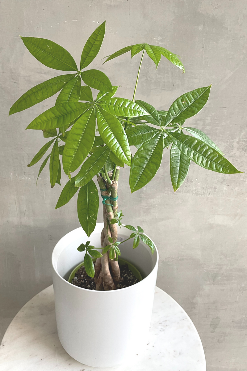 money tree pachira braid Pachira 'Braided Money Tree' – ECOVIBE