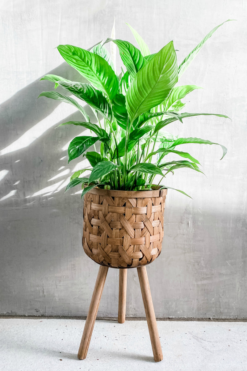 woven basket plant stand Bam Basket Stand – ECOVIBE