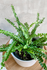 4 of 4:Pellaea 'Button Fern'