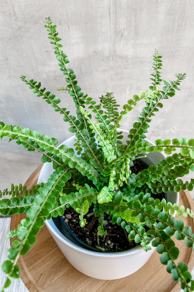 Pellaea Rotundifolia 'Button Fern' 6"