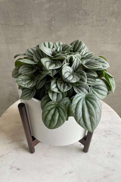 Peperomia 'Frost'