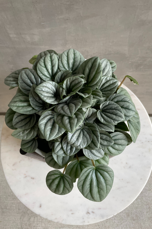 Peperomia 'Frost'