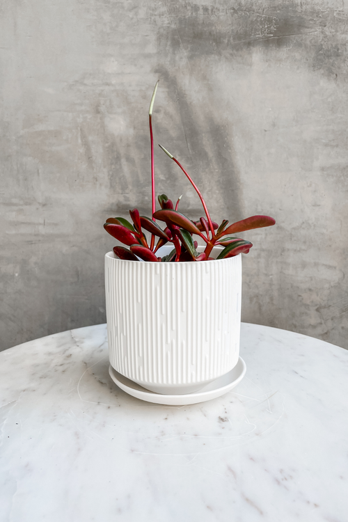 Peperomia 'Ruby Glow'