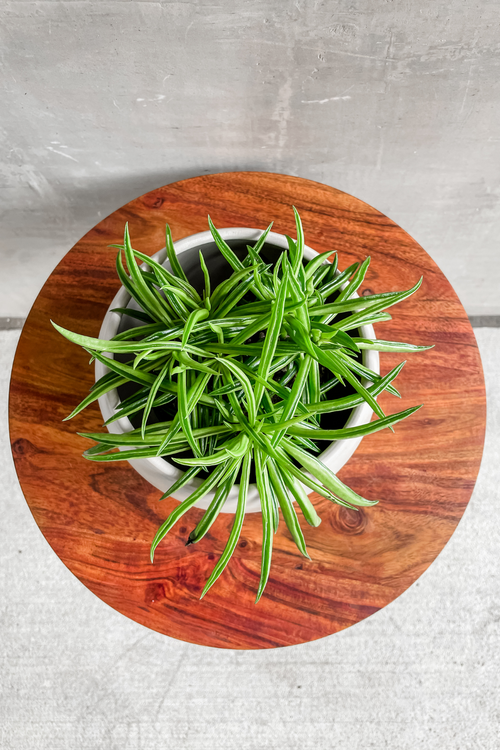 Peperomia 'Happy Beans'