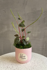 3 of 3:Peperomia 'Piccolo Banda'