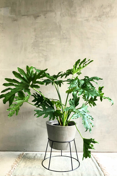 Philodendron-Selloum-Lickety-Split