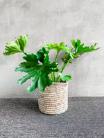 4 of 5:Philodendron 'Selloum'