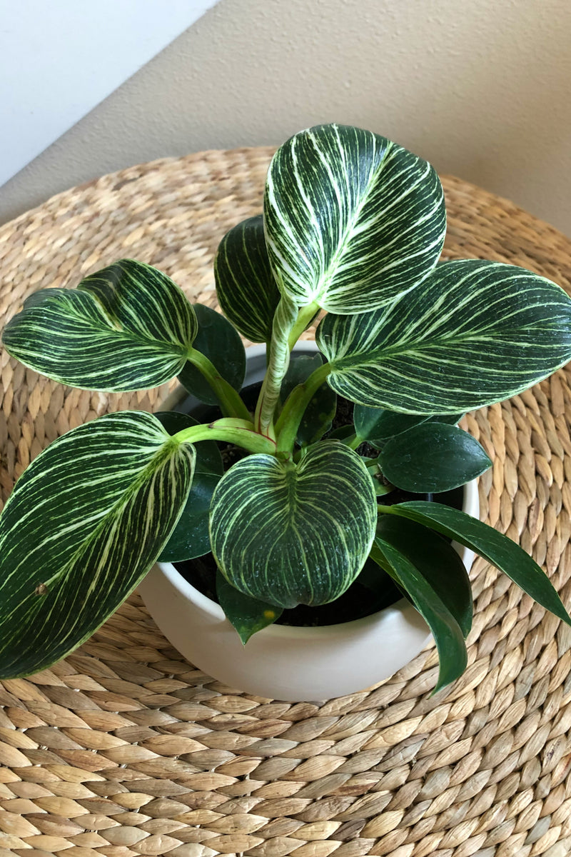 mature birkin philodendron Philodendron 'Birkin' – ECOVIBE