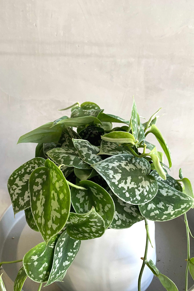 pothos scindapsus pictus Scindapsus 'Pictus' – ECOVIBE