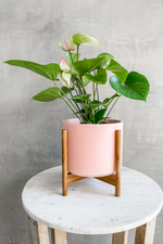 5 of 6:Anthurium 'Pink Variegated'