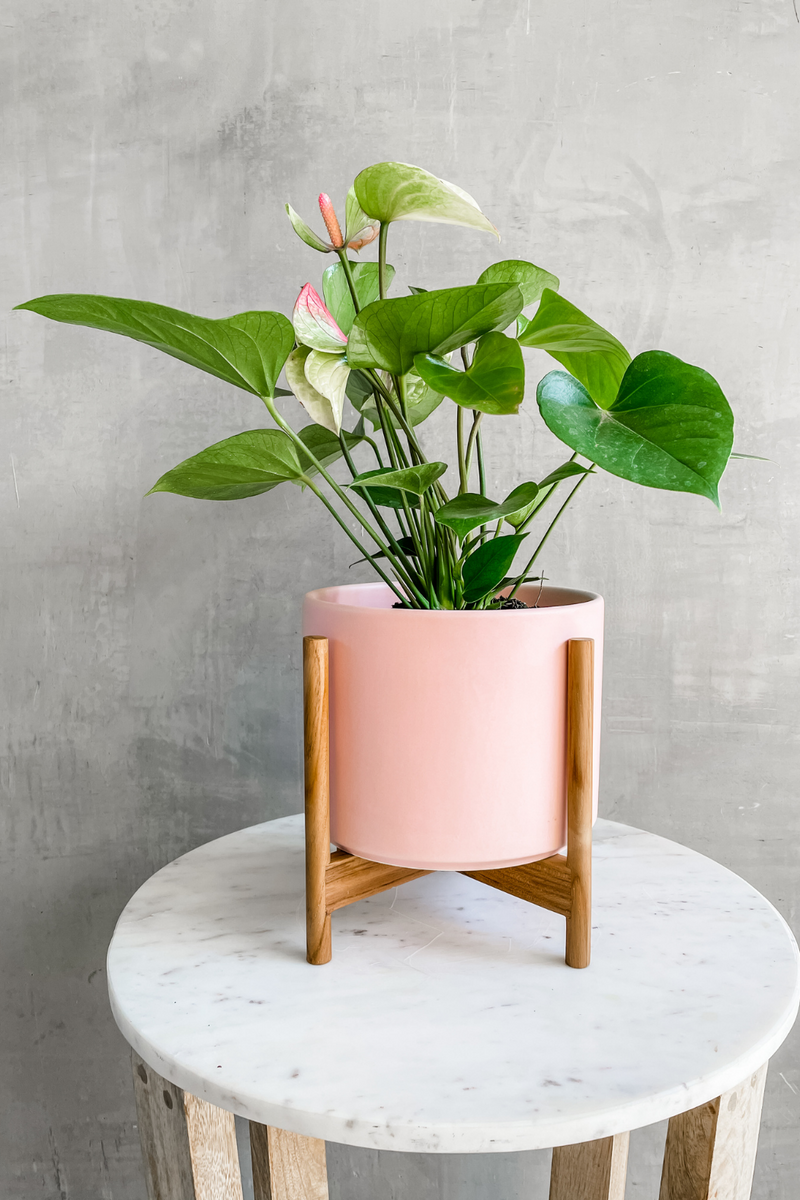 Pink Variegated Anthurium 6"