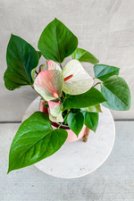 6 of 6:Anthurium 'Pink Variegated'