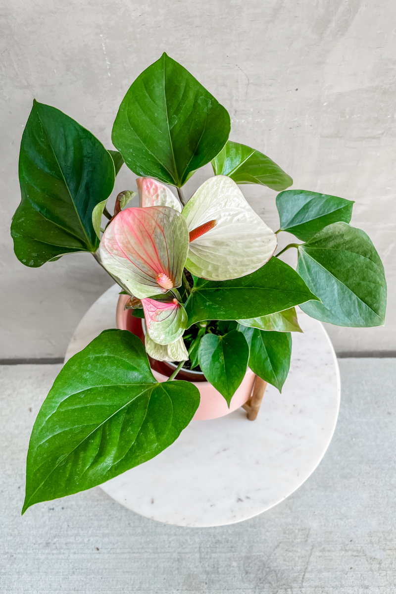 Pink Variegated Anthurium 6"