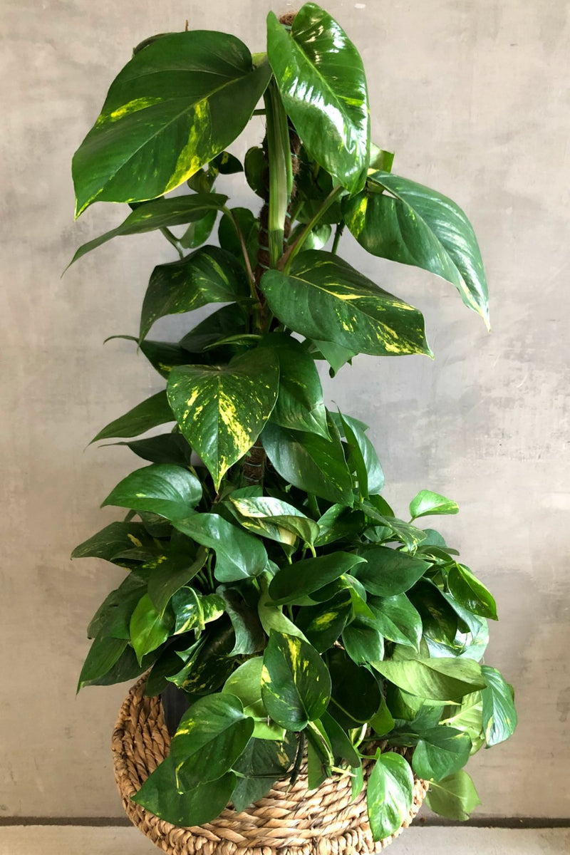 golden globe pothos Epipremnum 'Pothos Golden' – ECOVIBE