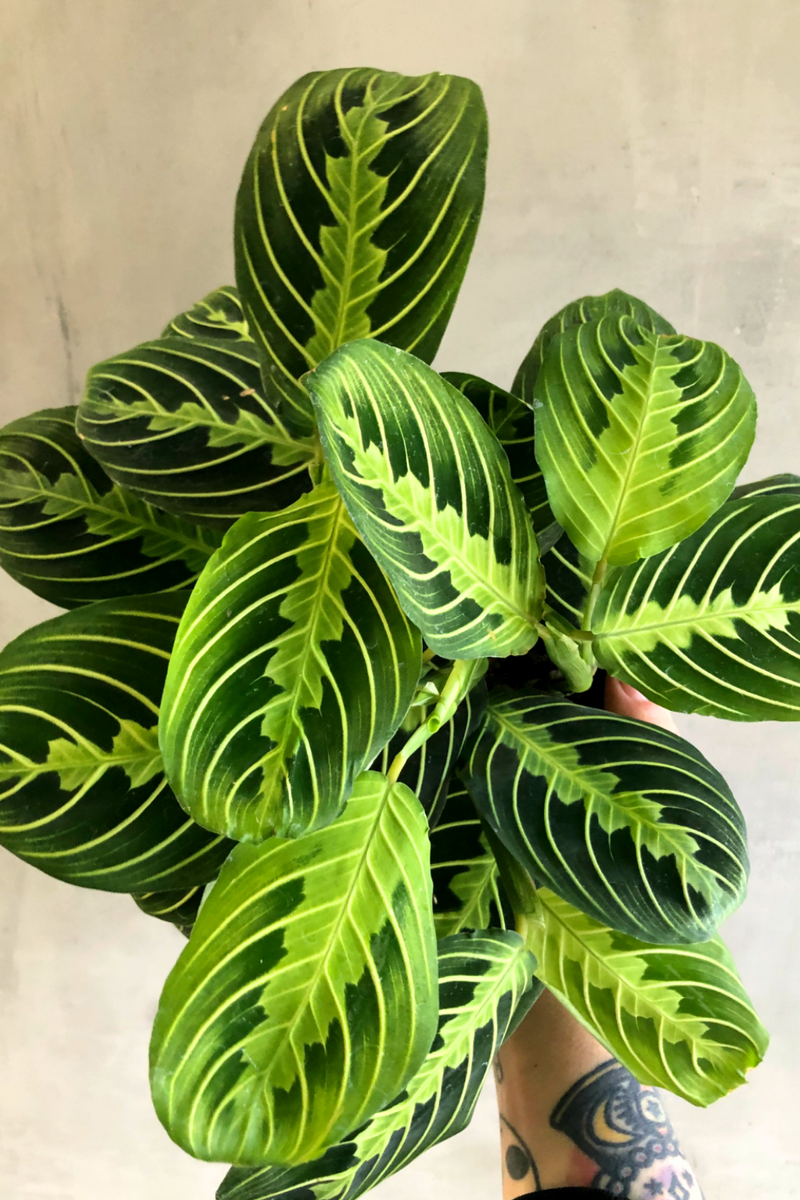 lemon prayer plant Maranta Lemon Lime 'Prayer Plant' – ECOVIBE