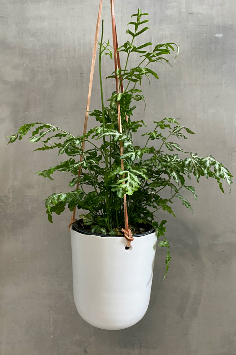 ceramic plant hanger Doni Ceramic Plant Hanger