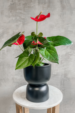 1 of 4:Anthurium 'Red'