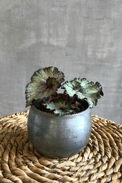 Rex Begonia 'Escargot'