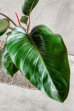 2 of 4:Philodendron 'Rojo Congo'