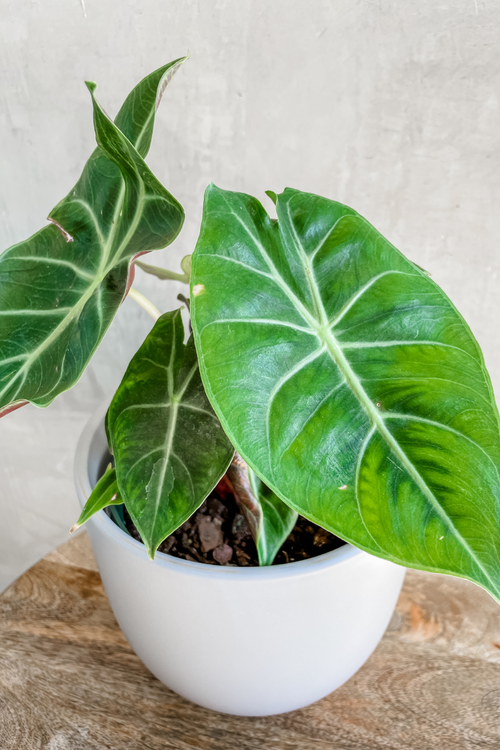 Alocasia 'Safari Ebony'