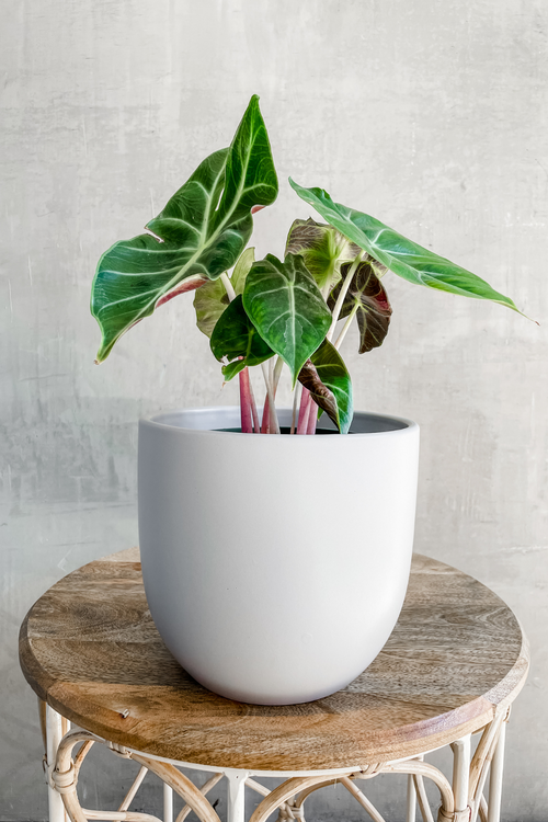 Alocasia 'Safari Ebony'