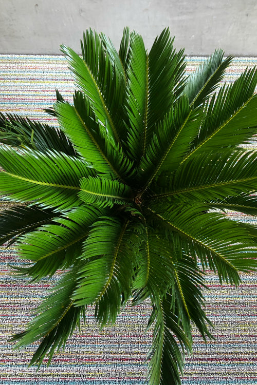 Cycas 'Sago Palm'