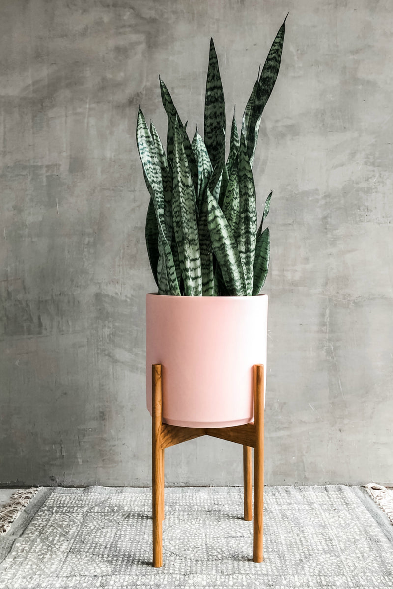 sansevieria san remo Sansevieria 'Zeylanica' – ECOVIBE