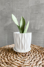 3 of 3:Sansevieria 'Moonshine'