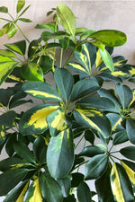 6 of 6:Schefflera 'Arboricola Variegata'