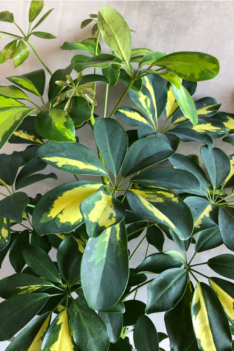 Schefflera 'Arboricola Variegata'-Wholesale Plants-ECOVIBE