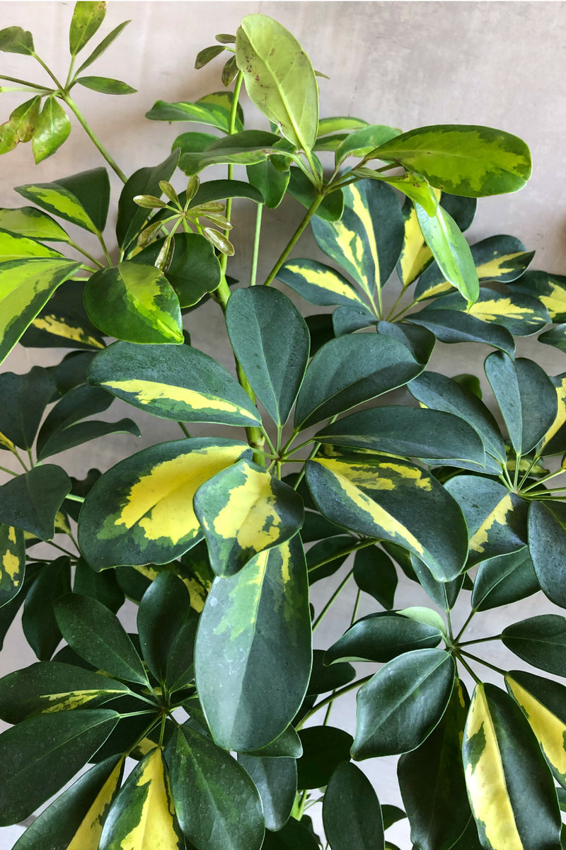schefflera arboricola variegata Schefflera 'Arboricola Variegata' – ECOVIBE