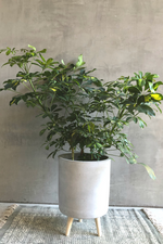 3 of 6:Schefflera 'Arboricola Variegata'