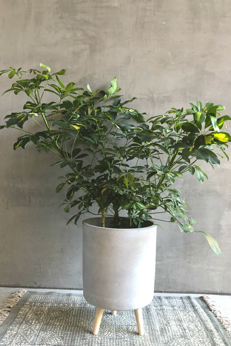 schefflera arboricola big Schefflera 'Arboricola Variegata' – ECOVIBE