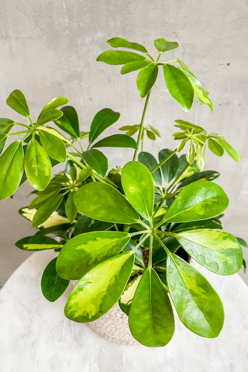 Schefflera 'Arboricola Variegata'