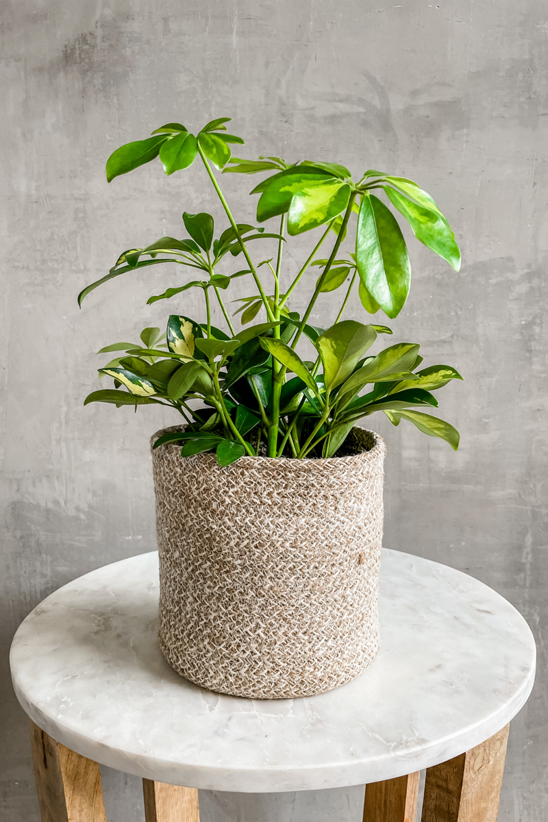 schefflera arboricola indoor Schefflera 'Arboricola Variegata' – ECOVIBE