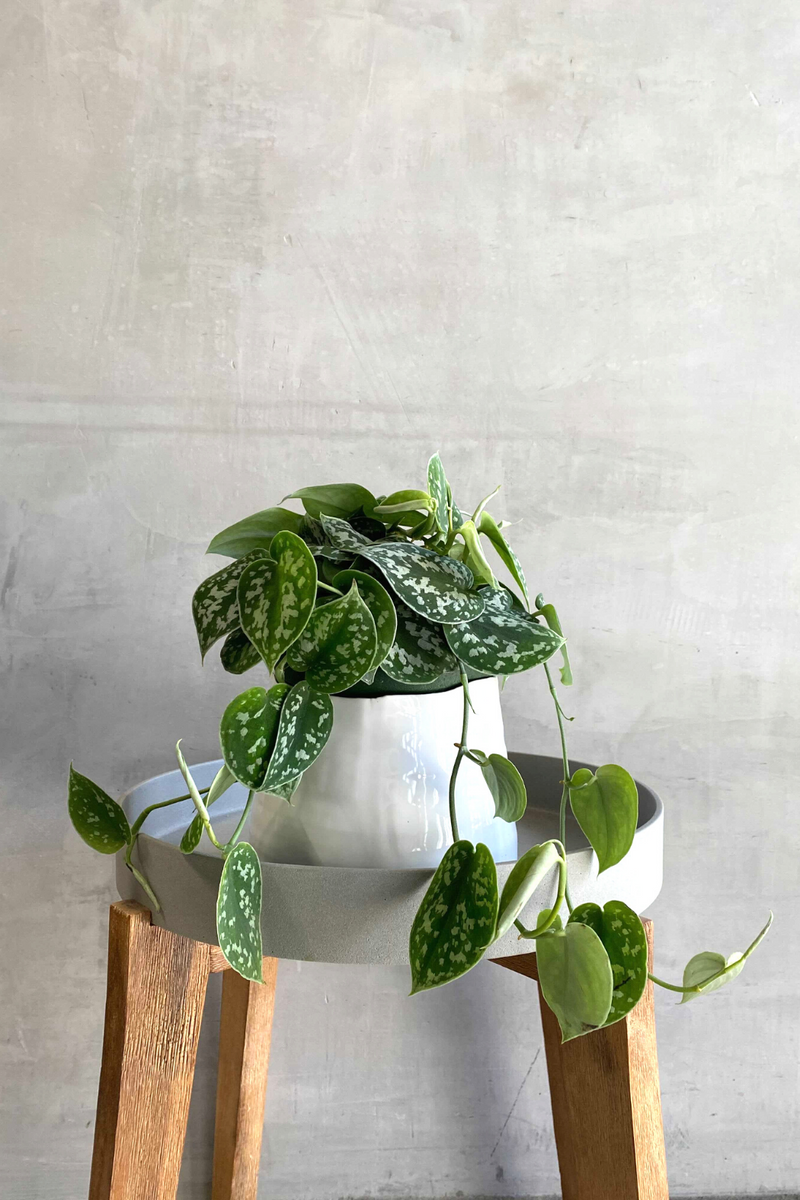 scindapsus hawaiian pothos Scindapsus 'Pictus' – ECOVIBE