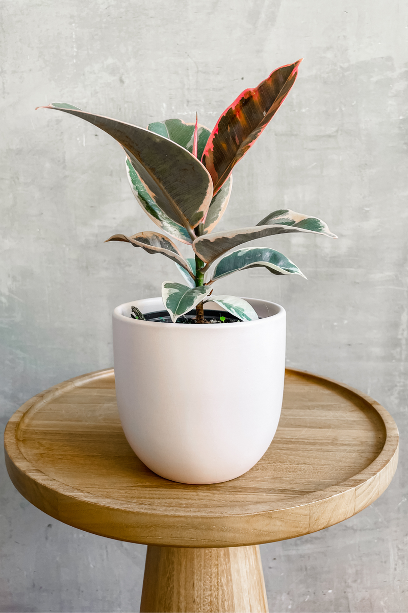 ficus ruby rubber tree Ficus 'Elastica Ruby' – ECOVIBE