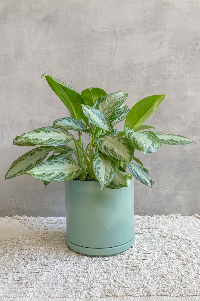 pot planter with saucer ECOVIBE Green Solid Goods Planter + Saucer