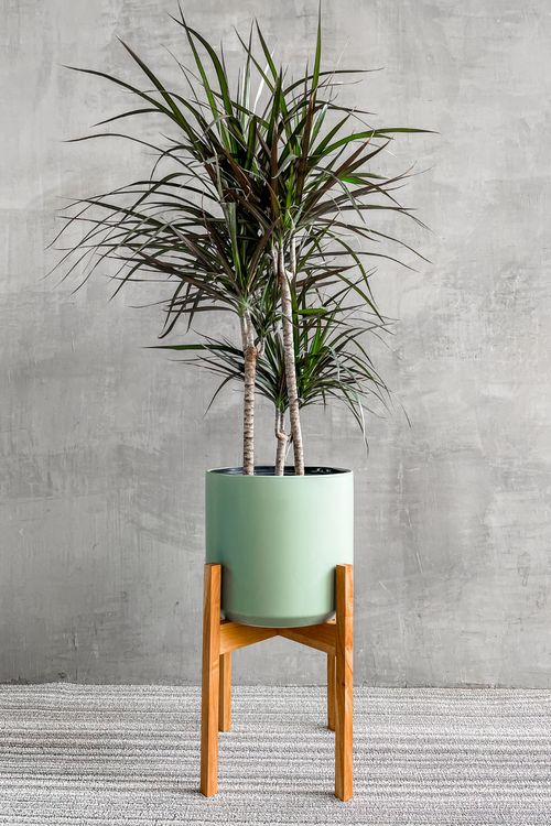 Light Wood Solid Goods Plant Stand-LBE Design-ECOVIBE