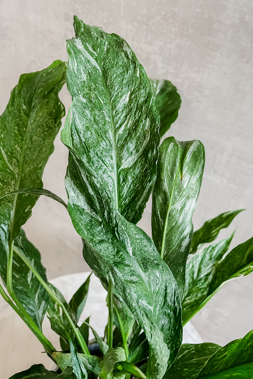 Spathiphyllum ‘Domino’