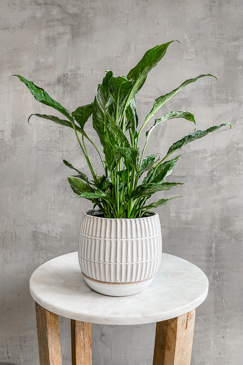 Spathiphyllum ‘Domino’