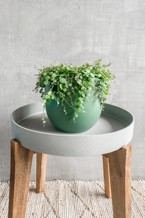 EcoVibe Peperomia prostrata 'String of Turtles'