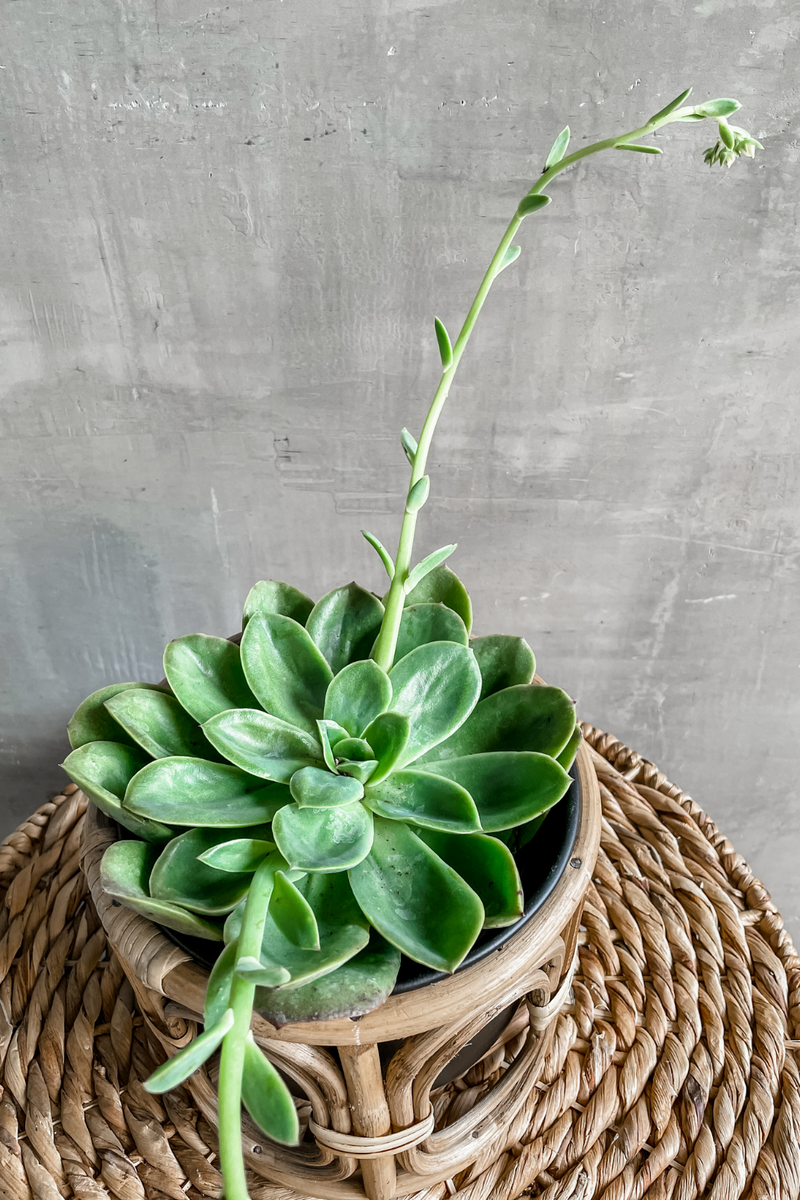 individual succulents Assorted Succulents – ECOVIBE