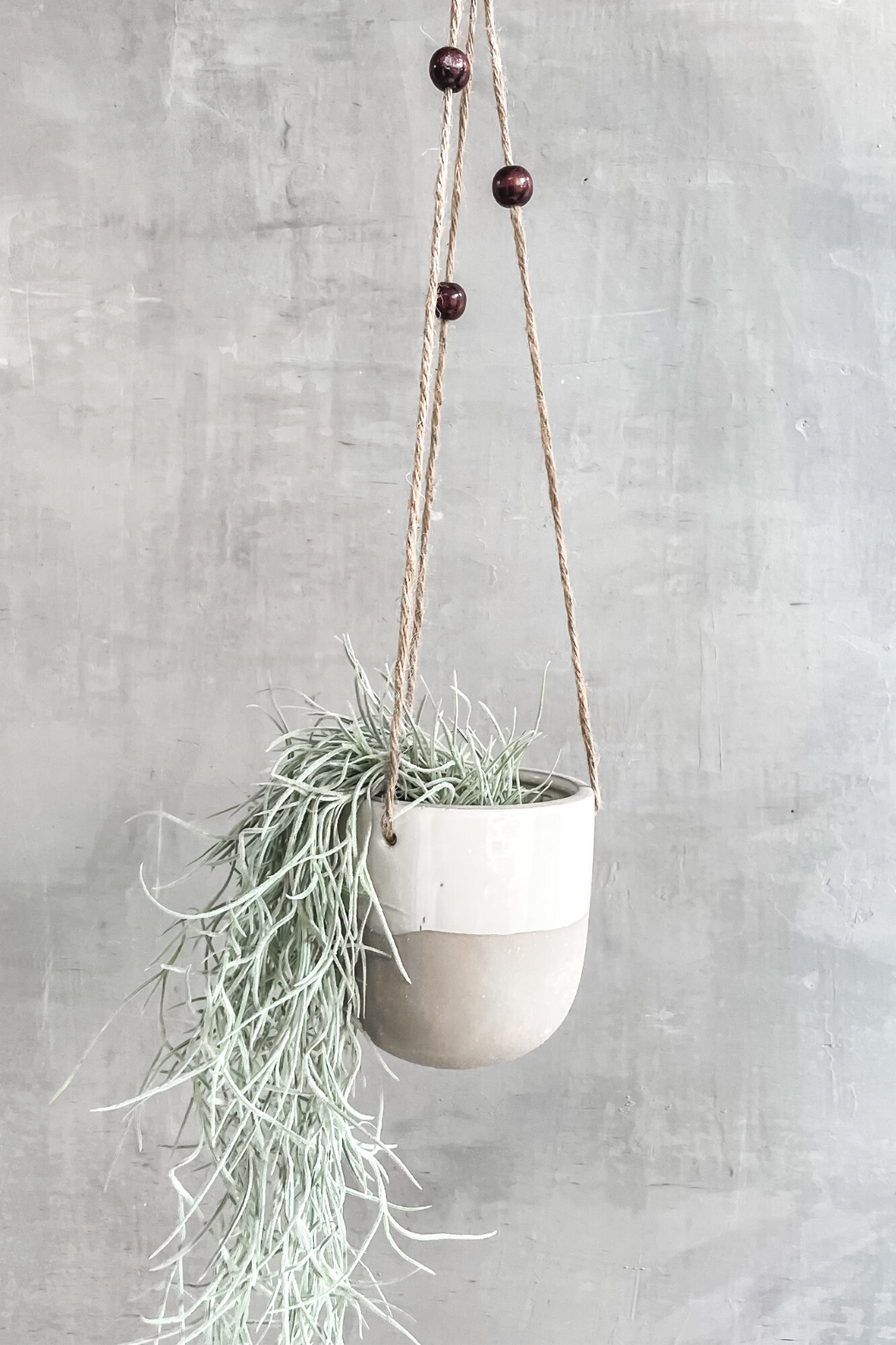silver sage air plant Tillandsia 'Usneoides Silver Sage' Spanish Moss – ECOVIBE