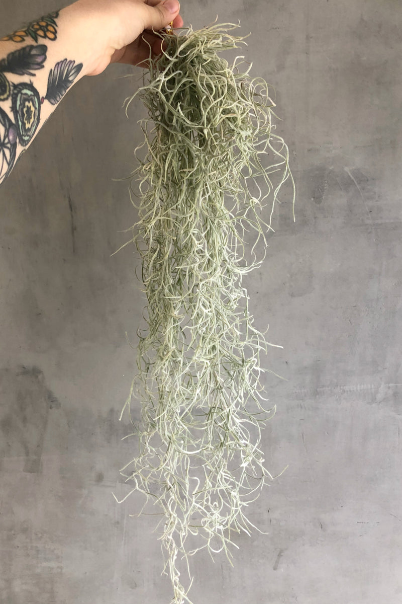 Spanish Moss for Sale
