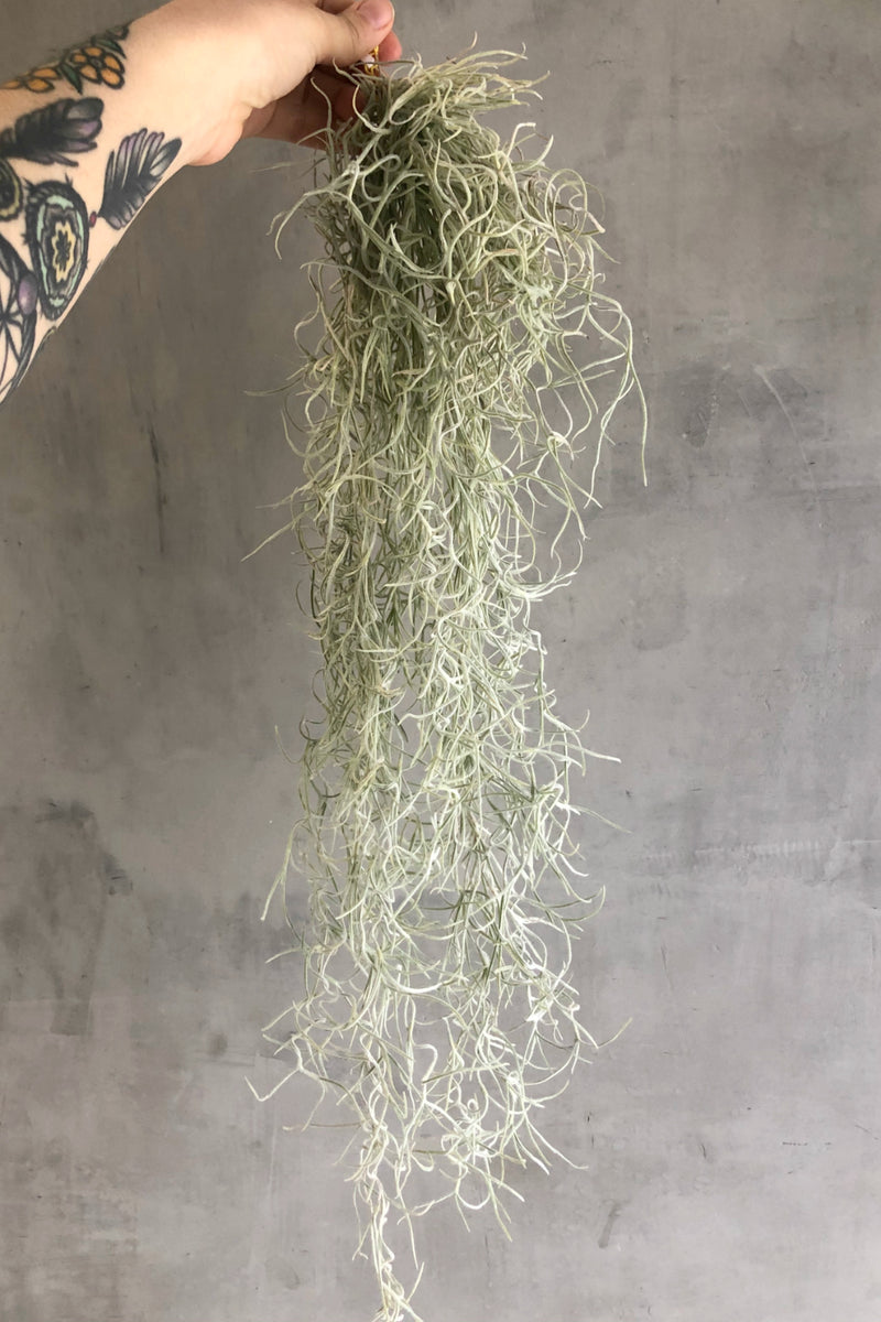 silver sage air plant Tillandsia 'Usneoides Silver Sage' Spanish Moss – ECOVIBE