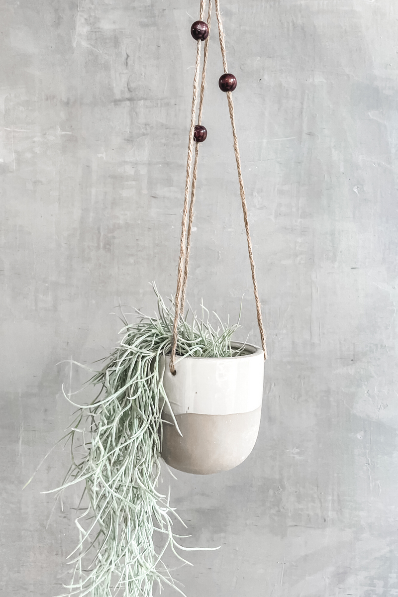 spanish moss air plants Tillandsia 'Usneoides Silver Sage' Spanish Moss – ECOVIBE